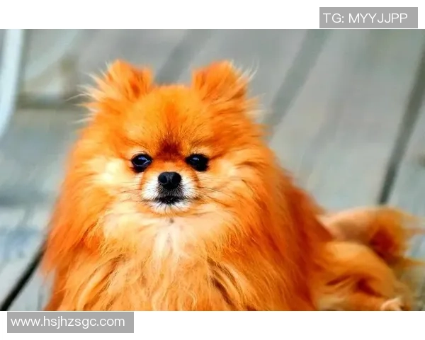 世界足球球星与爱犬亲密合照排名揭晓 前十名最宠爱犬种曝光 世界足球球星与爱犬亲密合照排名揭晓 前十名最宠爱犬种曝光